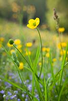 Ranunculus acris - Meadow buttercups. 