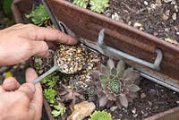 Add a mulch of decorative gravel to add aesthetic value and assist with drainage
