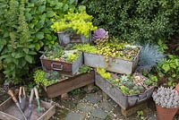 Aged metal containers stacked in tier formation, planted with a variety of Succulents