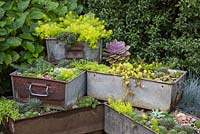 Aged metal containers stacked in tier formation, planted with a variety of Succulents