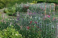 Overview of heritage and modern sweet peas trained up canes and netting, at Easton Walled Gardens.