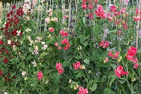 Lathyrus odoratus - Spencer strain sweet peas trained up canes and plastic netting.