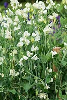 Lathyrus odoratus 'Mrs. Collier', a heritage sweet pea, a climbing annual flowering from June