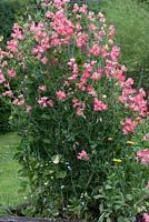 Lathyrus odoratus 'Watermelon', trained within a wire column, sweet pea, a climbing annual flowering from June