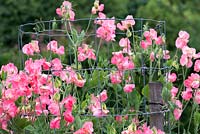 Lathyrus odoratus 'Watermelon', trained within a wire column, sweet pea, a climbing annual flowering from June
