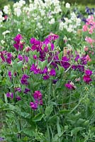 Lathyrus odoratus 'Roosterville', a heritage sweet pea, a climbing annual flowering from June