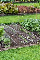 In a kitchen garden, rows of vegetable seedlings netted against pests