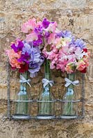 Arrangement of fragrant sweet peas, displayed in glass vases on a natural stone wall.
