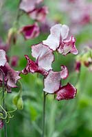 Lathyrus odoratus 'Olive D', Spencer sweet pea, a climbing annual flowering from June
