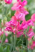 Lathyrus odoratus  'Mrs Willmott', a sweet pea bred in 1900, a climbing annual flowering from June