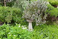 Herb garden with sundial overshadowed by mature rosemary - Rosmarinus officinalis. Other herbs include soapwort - Saponaria officinalis, majoram, Sanguisorba 'Tanna', hyssop, sweet cicley, white-flowered sage and phlomis.