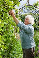 Shirley Gilbert picking off diseased leaves from apples on her fruit arch. Her constant vigilance keeps the trained trees healthy and productive.