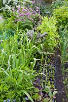 Trays of vegetable seedlings waiting to take their place in the next available soil once a crop is harvested. Onions and leeks are interplanted with ornamentals in cottage garden style, including forget-me-nots, honesty - Lunaria annua, stocks and ox-eye daisies in bud.