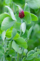 Trifolium pratense - Green manure, red clover. Reintroduces nutrients to the soil.
