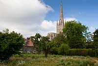 Looking across the wildflower labyrinth in the Pear Tree Garden to neighbouring Norwich Cathedral. The pear is a 300-year-old 'Uvedale st Germain'