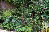 A raised fruit, herb and vegetable border planted with strawberries, courgettes, chives, fennel and espaliered apple tree.