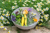 Freshly harvested vegetables and herbs: Courgette, chamomile, chive, lavender, feverfew, nasturtium, parsley, thyme and sage.
