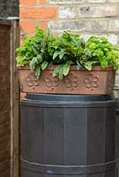 A terracotta trough planted with beetroot and parsley.