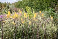 Mixed border at RHS Wisley with wickers arches surrounding Artemisia lactiflora 'Elfenbein' and Kniphofia 'Buttercup'