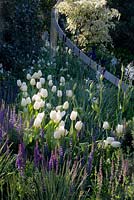 White tulips and purple Salvias with Geranium phaeum 'Album', camassias and irises in bud behind. Curved stainless steel band runs through planting and in front of Cornus controversa 'Variegata'. North East England at Home Garden