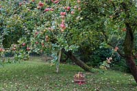 Malus domestica- apples in basket under apple tree. Tree is Malus 'Bramley's Seedling', apples in basket are Malus 'Egremont Russet' and M. 'Tydeman's Late Orange'