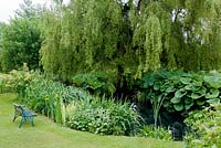 Pond with ironwork bench. Yellow flag variegated Iris pseudacorus 'Variegata', Petasites alba - butterbur, hardy geranium and Gunnera manicata. Salix x sepulcralis var. chrysocoma Weeping willow 