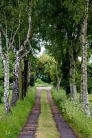 Avenue of Betula pendula - silver birch trees with laburnum at end. Cow parsley to right.
