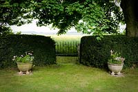 Stone urns of ivy-leaved pelargoniums, nemesia and Helichrysum petiolare flank black iron work garden gate between hedges of Lonicera nitida gives view to neighbouring field of oilseed rape. Acer pseudoplatanus Sycamore trees overhang gate. 