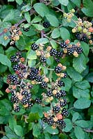 Rubus fruticosus - Blackberries in the hedgerow