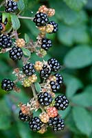 Rubus fruticosus - Blackberries  in the hedgerow