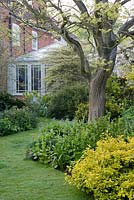 View to conservatory featuring Koelreuteria paniculata - golden rain tree, underplanted with variegated euonymous and Tellima grandiflora