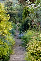 Pathway at back of garden. Golden foliage includes Millium effusum 'Aureum' Bowles' golden grass, Philadelphus coronarius 'Aureus', and Spiraea japonica 'Goldflame'