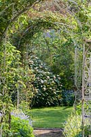 Looking through the ornate white ironwork archways to lawn with viburnum