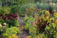 View of allotment, Norwich, full of flowers. Including Zinnia, Helianthus annuus - sunflower, Eschscholzia californica - Californian poppy, Calendula - marigold, nasturtium, dahlia, coriander, oregano, lettuce