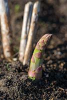 Asparagus officinalis. New spear of asparagus with stumps of old stalks