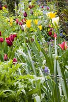 Tulips in spring garden. Including Tulipa Jan Reus, 'West Point', 'Queen of the Night', 'Hollywood', 'Spring Green'.