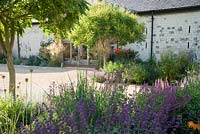 The Courtyard Garden designed by Piet Oudolf and John Coke features deciduous Koelreuteria paniculata, here underplanted with salvias, grasses and dahlias. Bury Court Barn, Bentley, Hants, UK