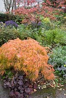 Strong foliage colours in the front garden include purple heucheras, oranges and red acers mixed with purple asters.