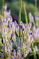 Veronicastrum virginicum 'Fascination' with bumble bees.