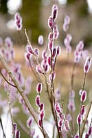 Salix chaenomeloides 'Mt Aso' - Pink Pussy Willow 