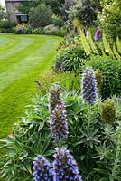Summer borders with Echium hierrense, Eremurus stenophyllus. Fine lawn mown in stripes