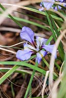 Iris unguicularis.