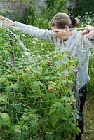 Woman spreading netting over fruiting raspberries to protect from birds