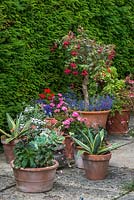 Colourful pelargoniums, succulents, lobelia and fuchsias in ornanmental terracotta pots on patio in summer.