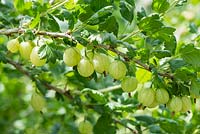Ribes uva-crispa- Gooseberries, ripening
