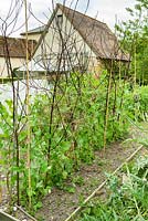 Pisum sativum 'Alderman' - pea plants in row supported by with pea sticks in vegetable garden