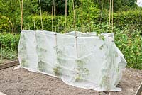 Row of tomatoes in vegetable garden protected by horticultural fleece against late frost and wind.
