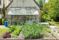Vegetable bed with broad beans and lettuces. Lean to greenhouse and cold frame.