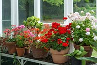 Interior of lean to conservatory with collection of pelargoniums.