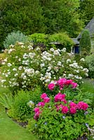 Rosa 'Penelope', Rosa 'Goldfinch' and peonies in cottage garden.